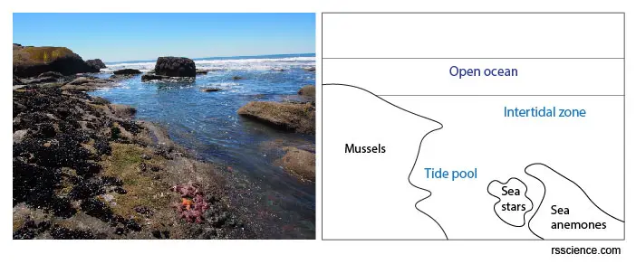 tide-pool-Olympic-National-Park