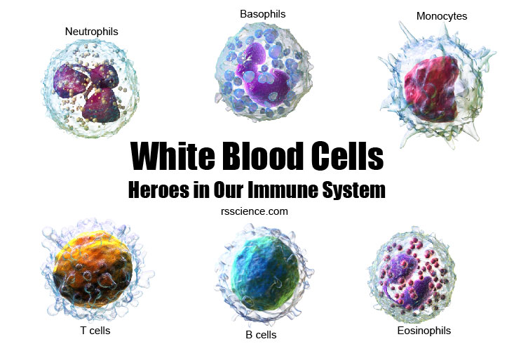 white blood cells types and function cover
