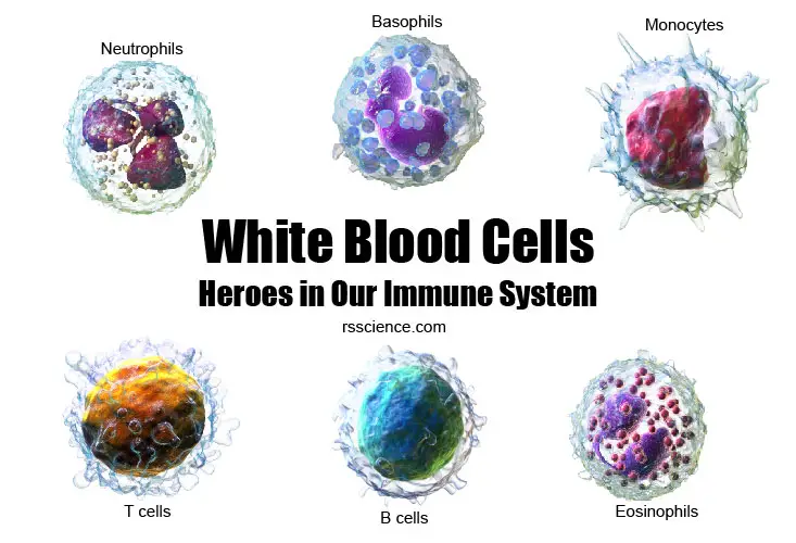 b lymphocytes under a microscope