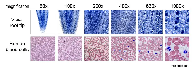 5X-to-100X-magnifications-examples