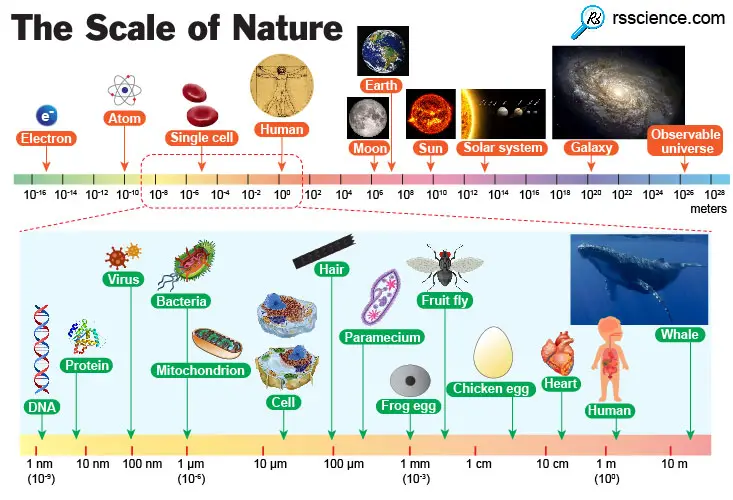 6 Reasons Why the Biological Scale is Important? - Rs' Science