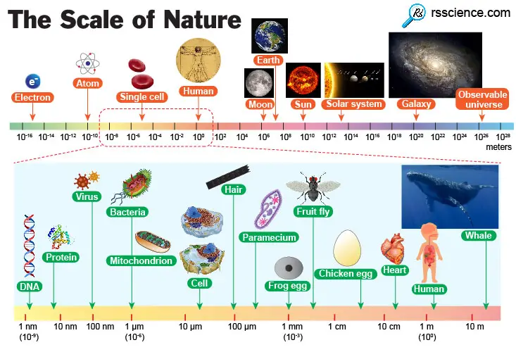 Full article: Emergence of informative higher scales in biological