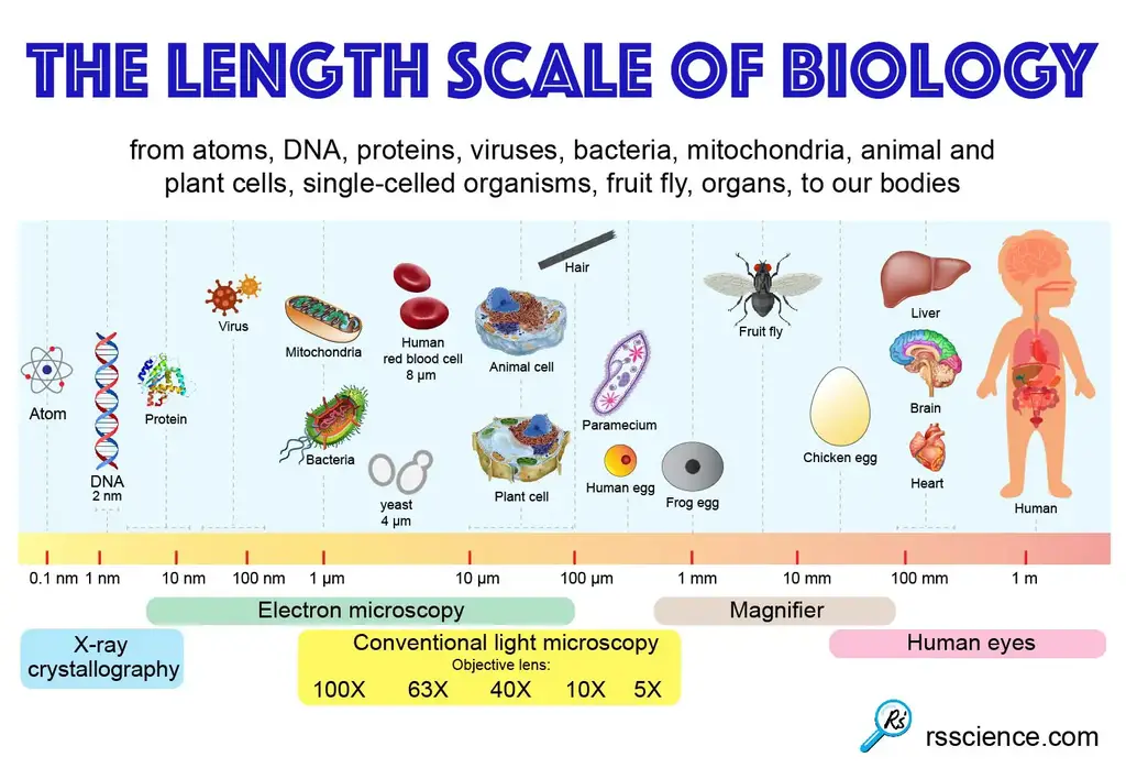Biological scale length cell size