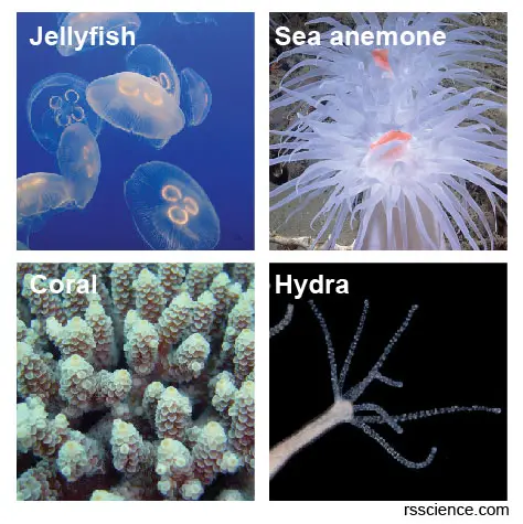 Cnidarians-examples