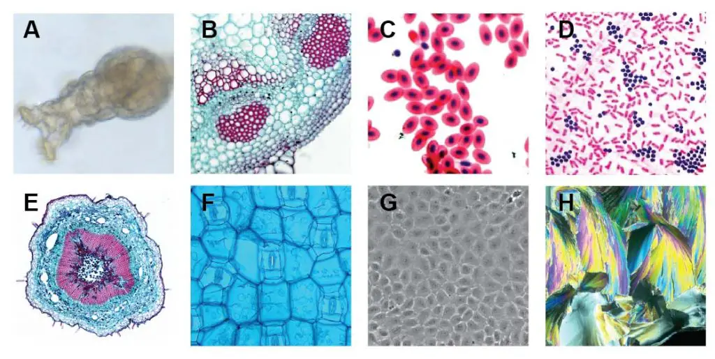 Compound-microscope-images-example