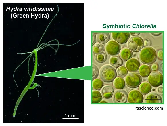Hydra-Chlorella-symbiosis