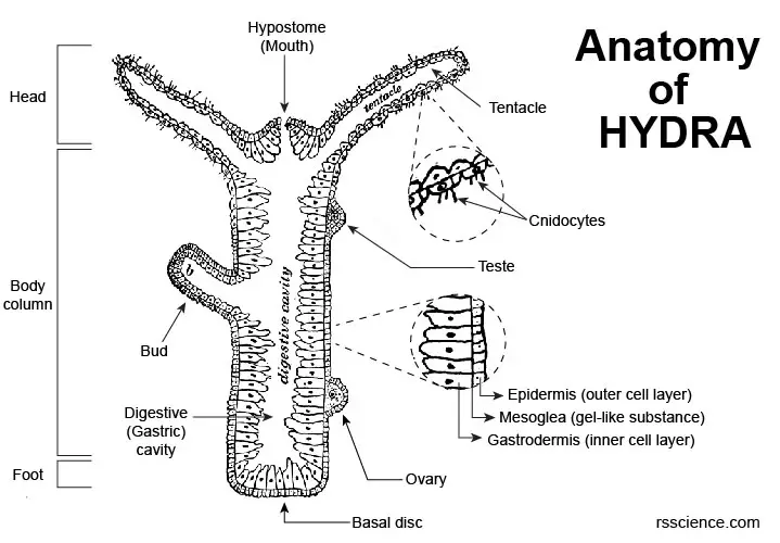 Hydra-anatomy-illustration