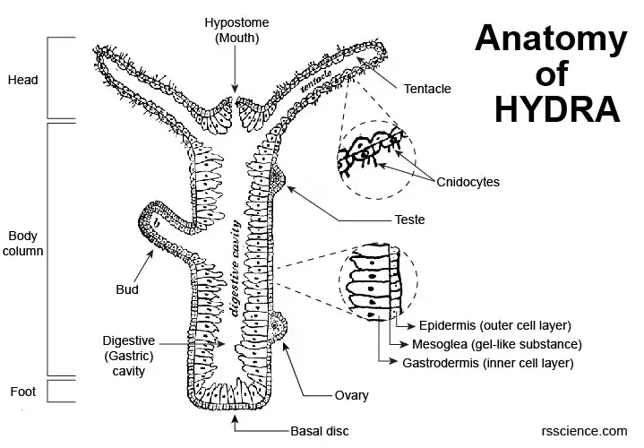 Hydra Biology, Classification, Characteristics, and Reproduction