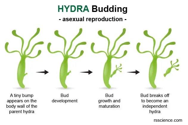 Hydra-asexual-reproduction