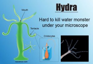 Hydra biology classification characteristics reproduction