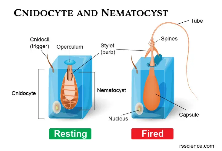 Hydra-cnidocyte-nematocyst