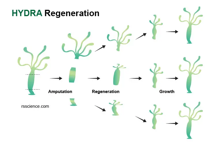 Hydra-regeneration