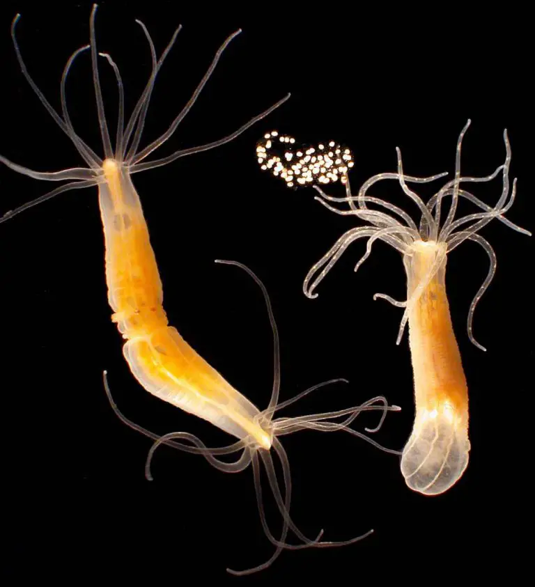 Hydra Biology, Classification, Characteristics, and Reproduction