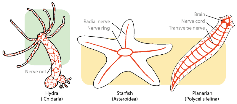 The-nervous-system-of-invertebrates