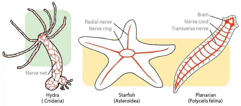 Hydra – Biology, Classification, Characteristics, and Reproduction