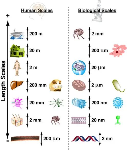 biology vs human perspective