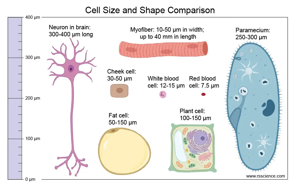 different-cell-size-comparison