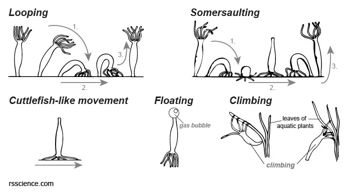 hydra-movement-looping-somersaulting