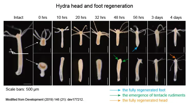 hydra-regeneration-time-course