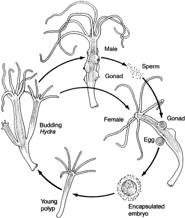 hydra-sexual-reproduction