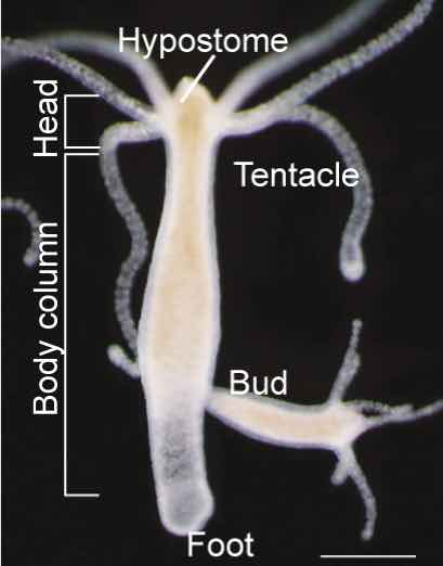 labeled-hydra-body-part