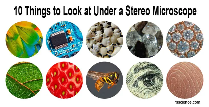 things-to-look-stereo-microscope