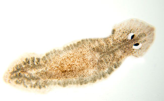 Close-up-on-planaria-triangular-head