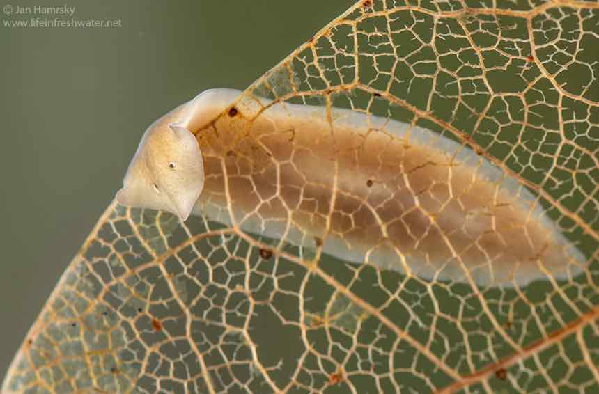Freshwater-flatworm-Dugesia-gonocephala