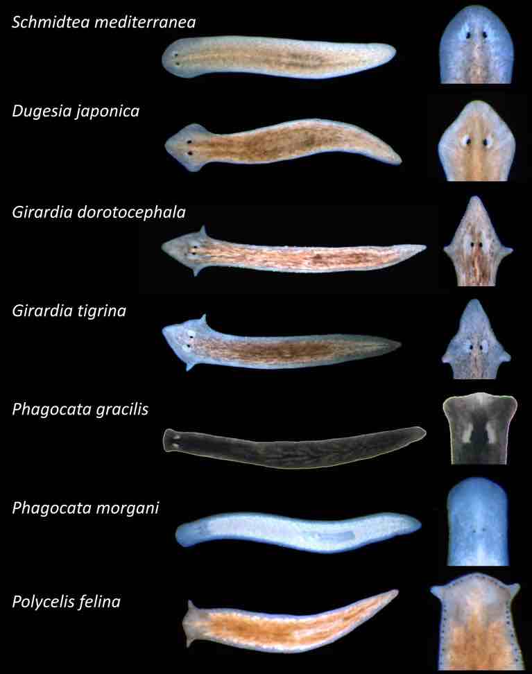 Multi-Species-planarians