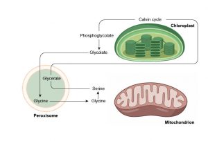 scavengers definition biology