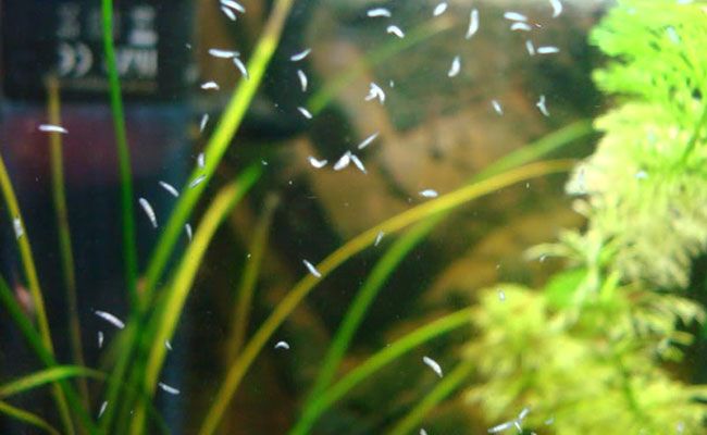 Planaria-gliding-over-the-front-glass-of-aquarium