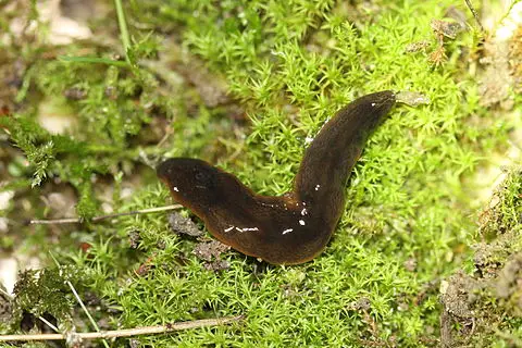 Planaria_Geoplanidae