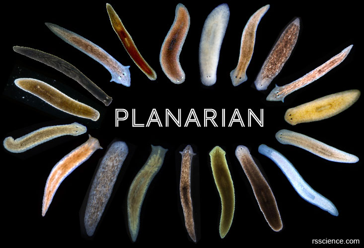 Planarian cover