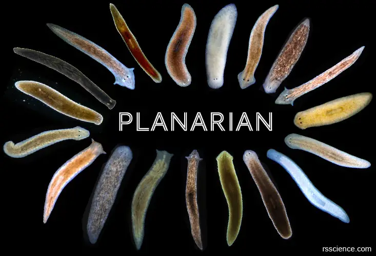 planaria