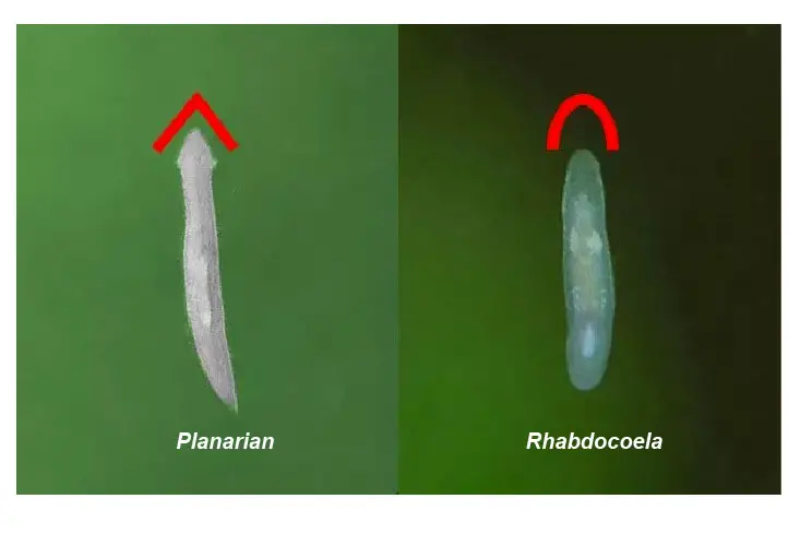 Planarian-vs-Rhabdocoela