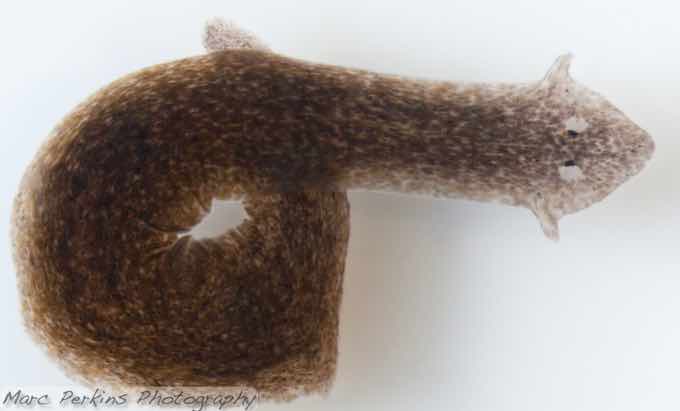 brown-speckled-planarian