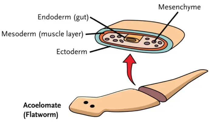 flatworm-body-plan