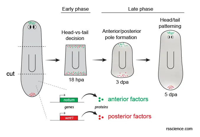 gene-head-and-tail-regeneration-planarian