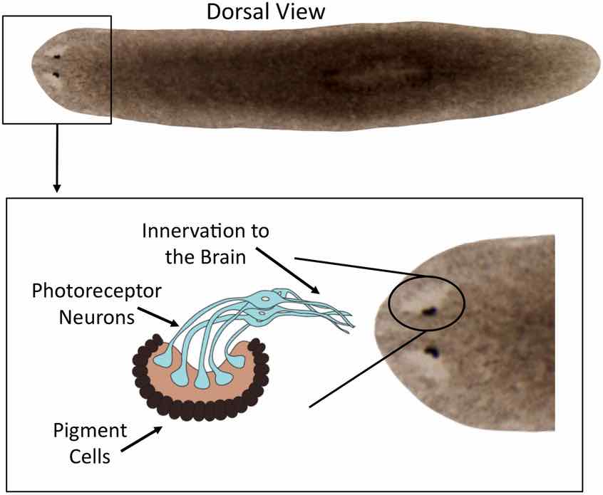 photosensory-neurons-in-eyespots-planarian