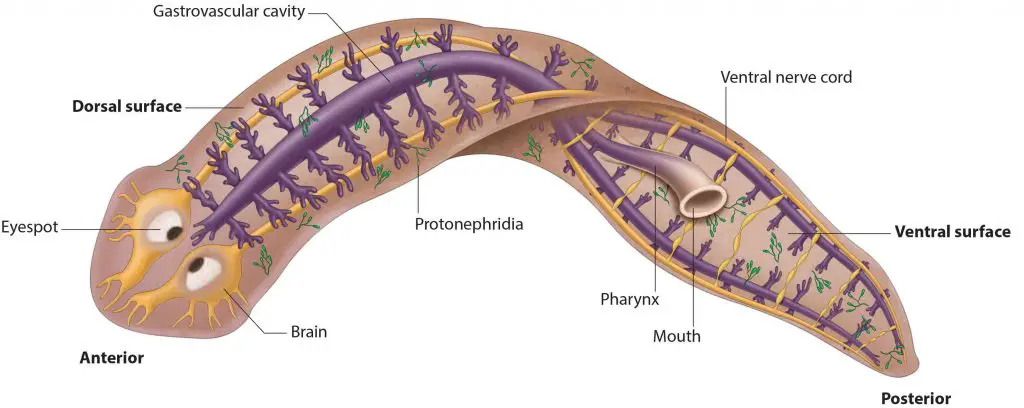 planarian-anatomy