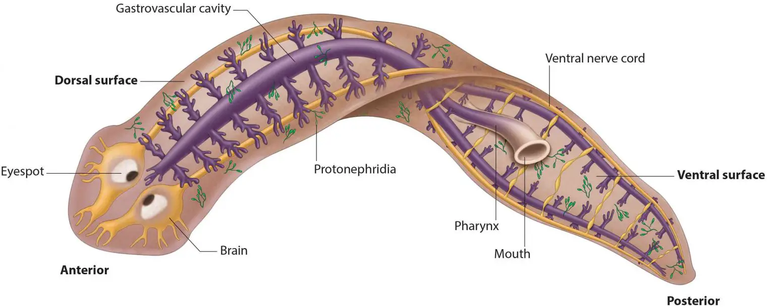 Planarian, the Master of Regeneration - the Science of Stem Cells and Genes