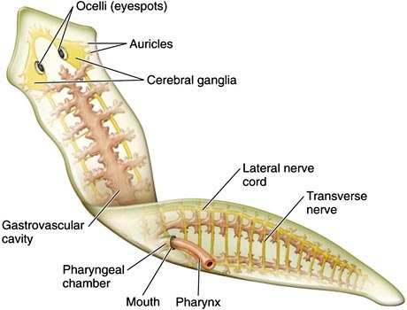 planarian-anatomy-digestive-system