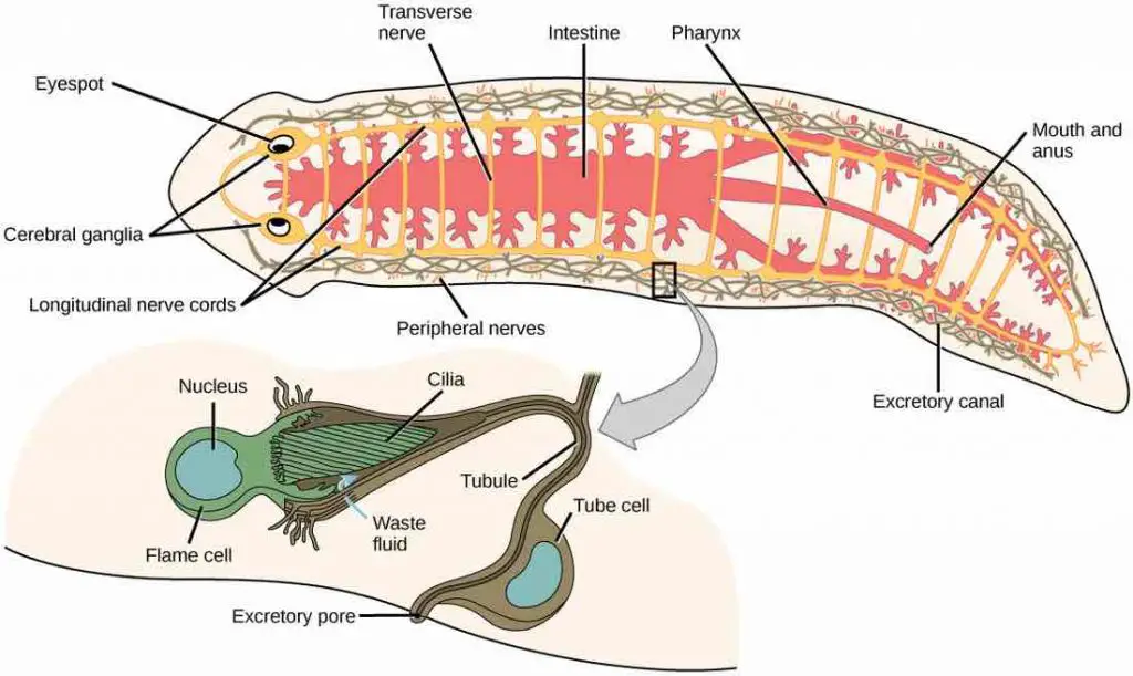 planarian-excretory-system