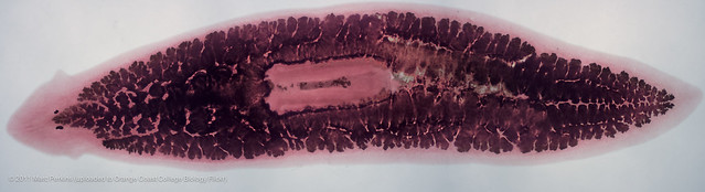 planarian-gastrovascular-cavity