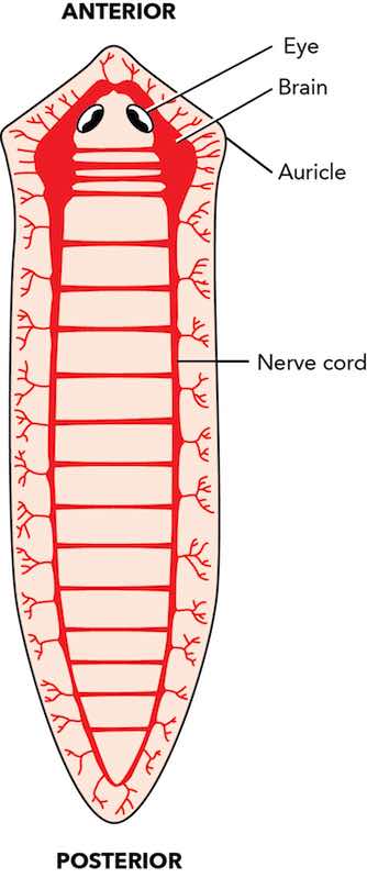 planarian-nervous-system