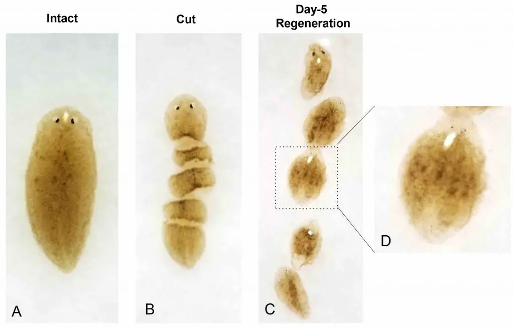 planarian-regeneration