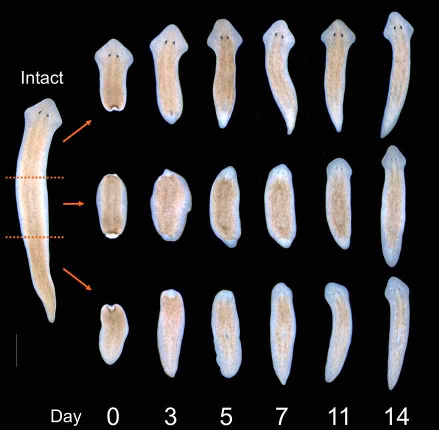 experimental studies of the regeneration of planaria maculata