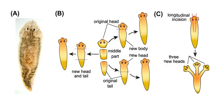 planarian-regeneration-experiment