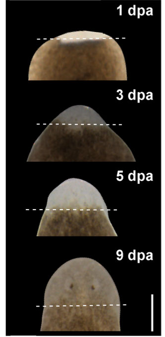 planarian-regrow-head-process