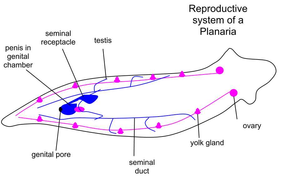 Planarian – Biology, Classification, Characteristics, and Regeneration